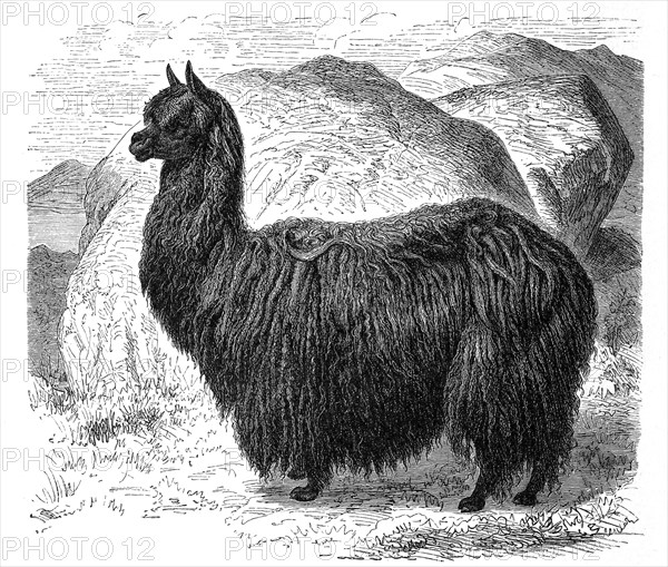 Alpaca