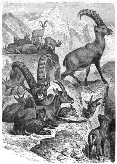 Alpine Ibex