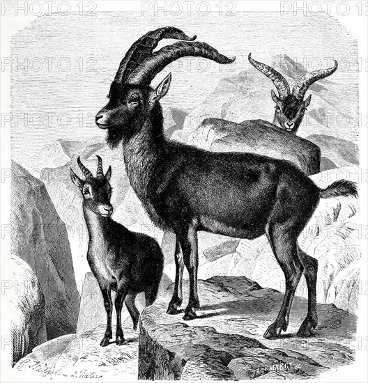 Iberian Ibex