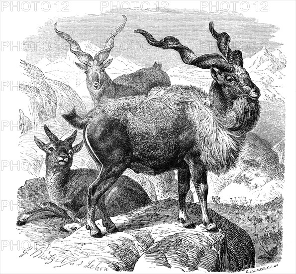 Markhor