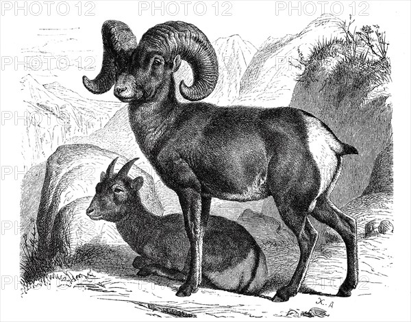 American Mountain Sheep