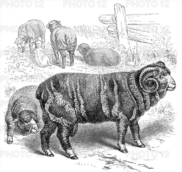 Merino Sheep