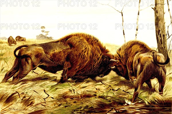 Wisent Or European Bison