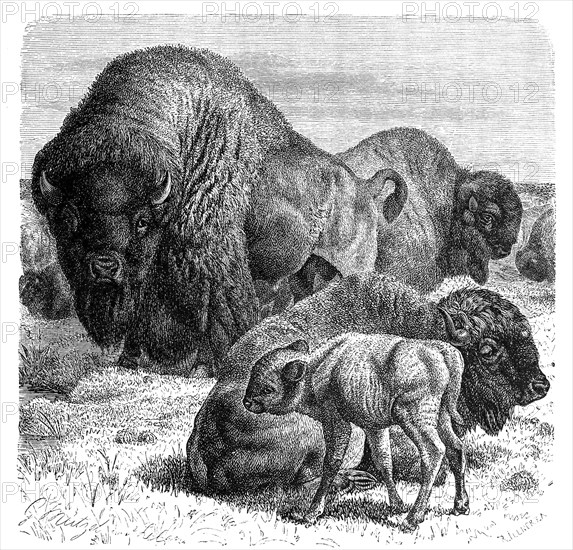 Bison