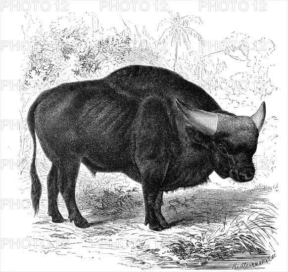 The Gaur Found In South And Southeast Asia