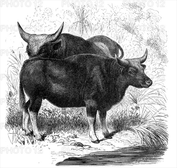 The Gaur Found In South And Southeast Asia