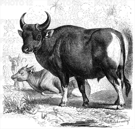 Banteng