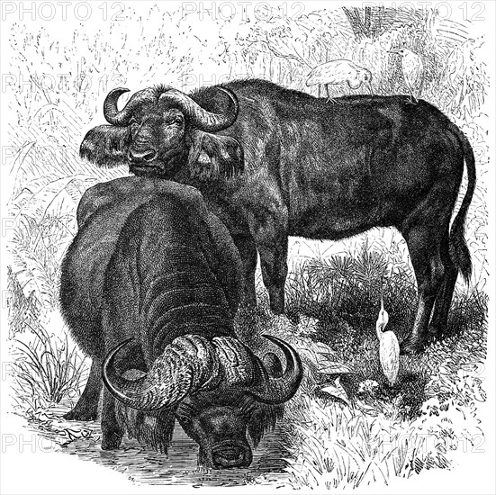 Cape Buffalo