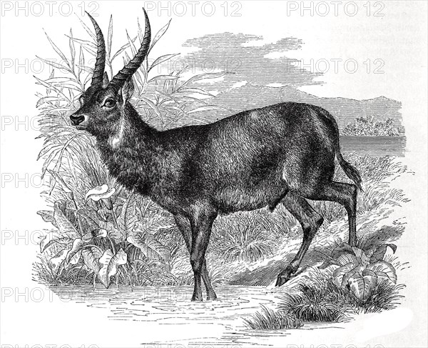 Ellipse Waterbuck