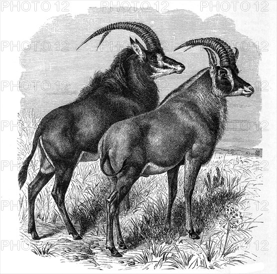 Sable Antelope