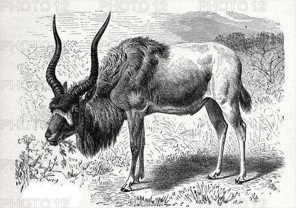 Addax Or Addax