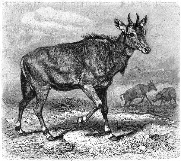 Nilgai Antelope Or Nilgai Antelope