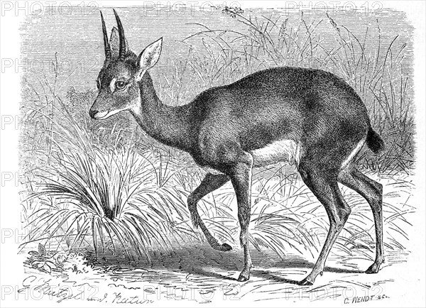 Southern Oribi Or Bleedy-Goat