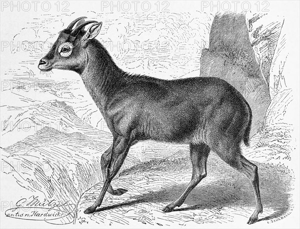 Gray Goral