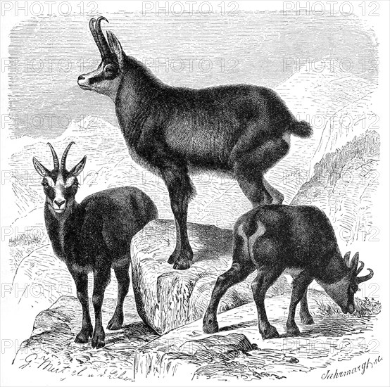 Alpine Chamois