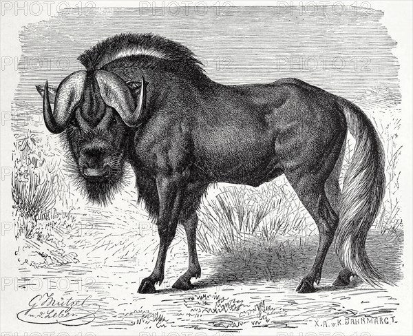 Wildebeest