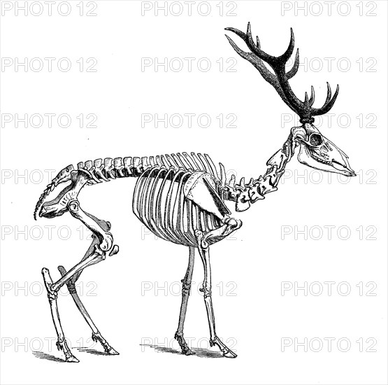 Skeleton Of Red Deer