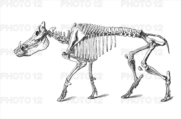 Skeleton Of Wild Boar