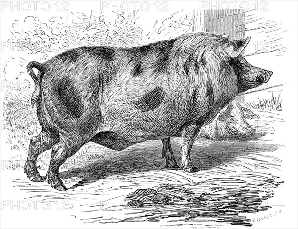 Berkshire Pig
