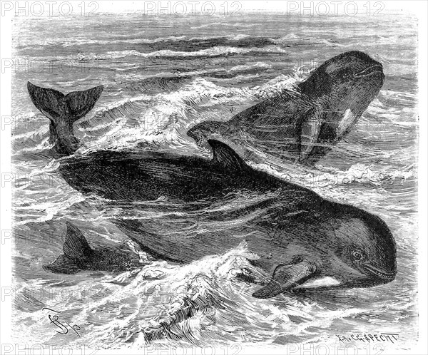 Pilot Whale