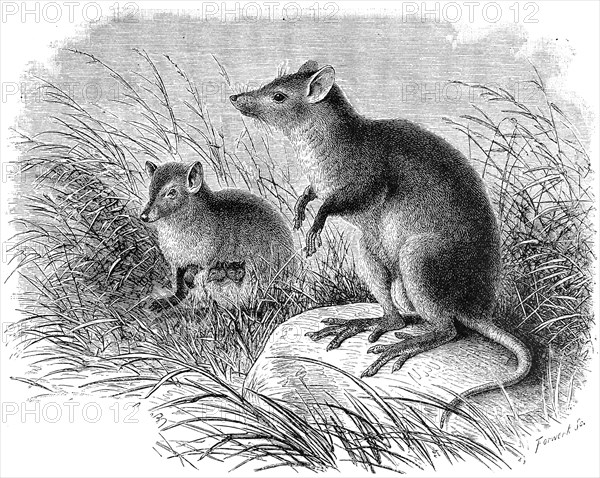 Musk Rat Kangaroo