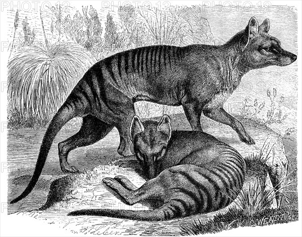 Thylacine