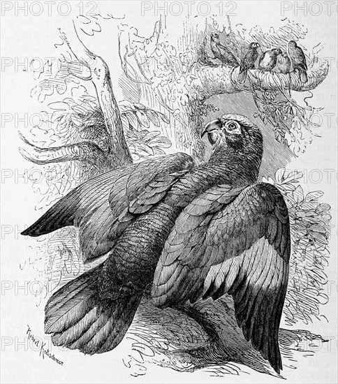Bird