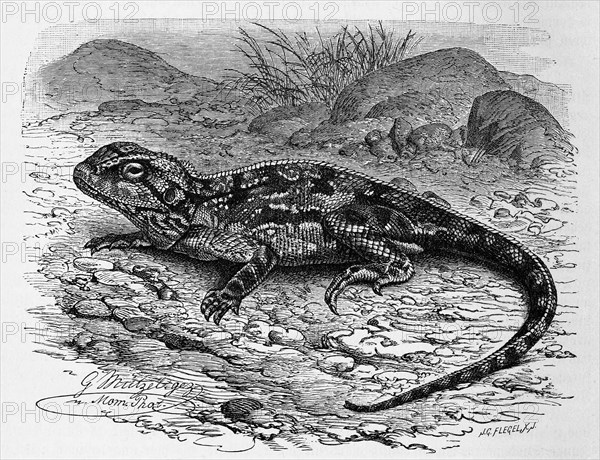 Red Spiny Agama