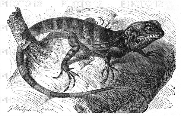 Stilt Lizard Uraniscodon Umber