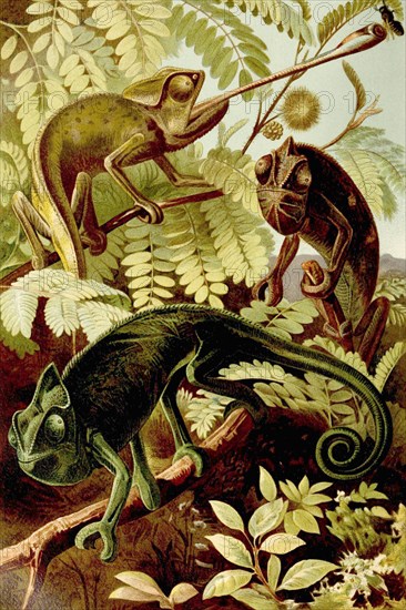 Chameleon