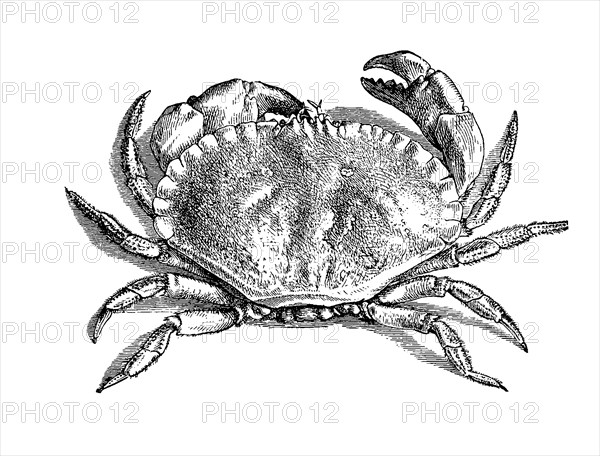 Crab