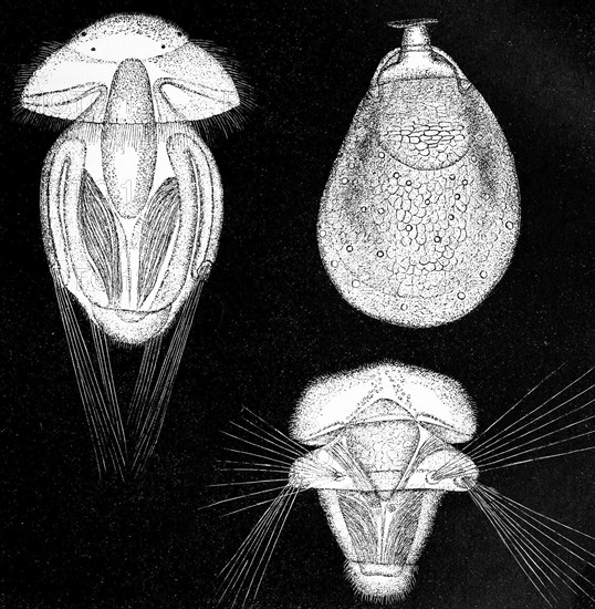 Developmental Stages Of Argiope