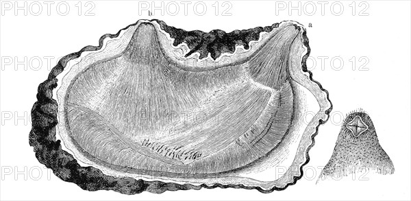 Ascidia Microcosmus