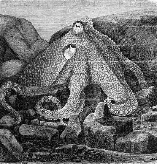 Octopus