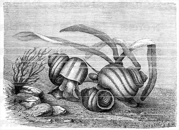Viviparous Swamp Snail