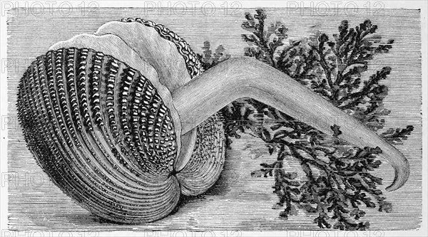 Prickly Cockle