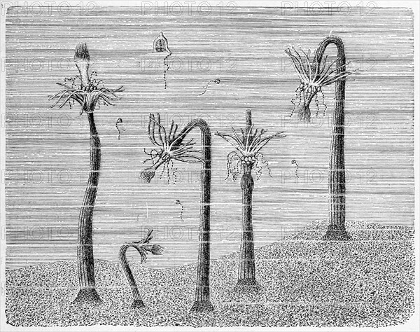 Group Of The Corymorphanutans Together With All Isolated Jellyfish