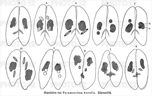 Copulation Of Paramaecium Aurelia