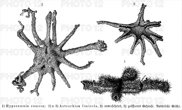 Hyperamnia Ramosa And Astrorhiza Limicola