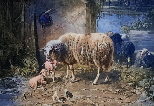 View Of The Animal Stable With Sheep And Chickens