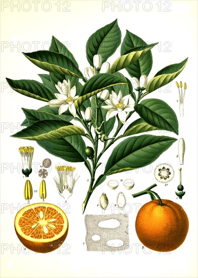 Medicinal Plant