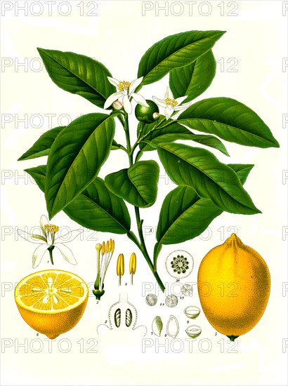 Medicinal Plant