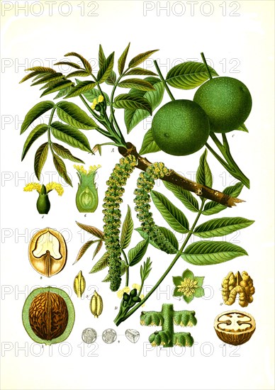 Medicinal Plant