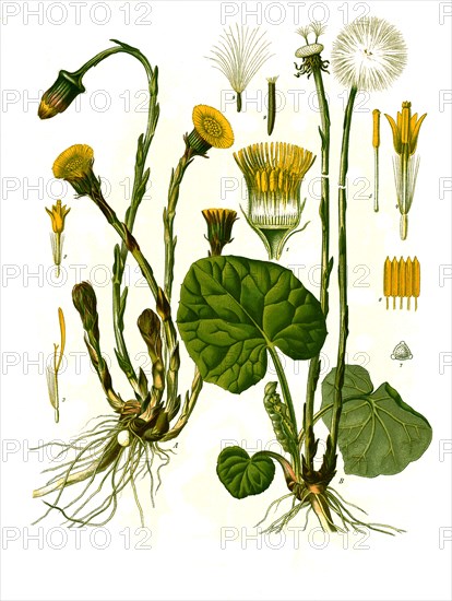 Medicinal Plant