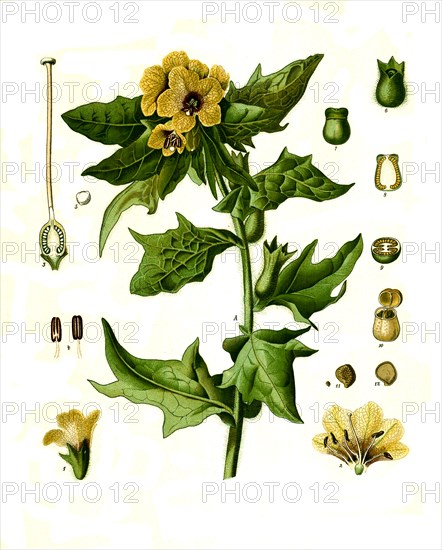 Medicinal Plant