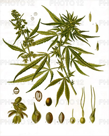 Medicinal Plant