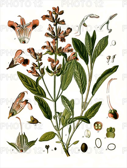 Medicinal Plant