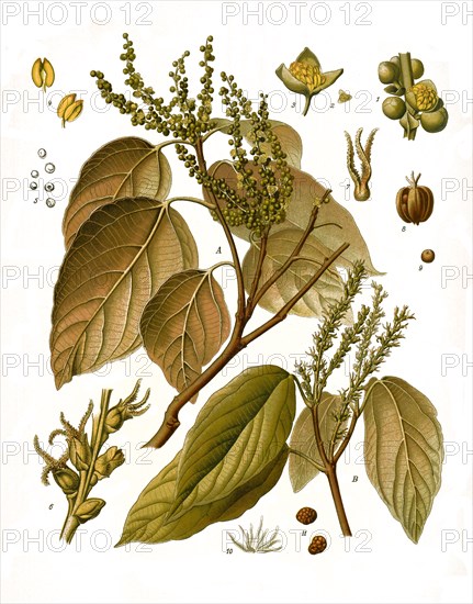 Medicinal Plant