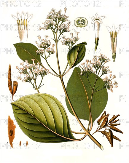 Medicinal Plant