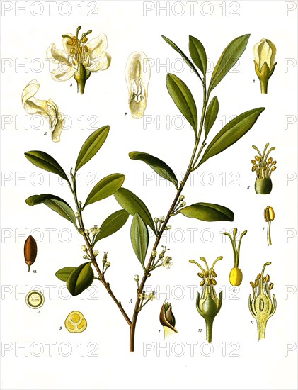 Medicinal Plant